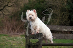 Terrier - West Highland White