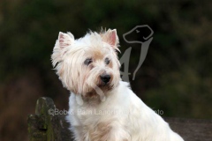 Terrier - West Highland White