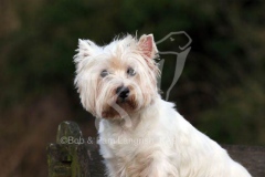 Terrier - West Highland White