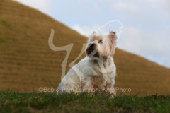 Terrier - West Highland White