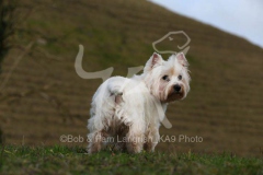 Terrier - West Highland White