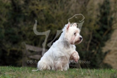 Terrier - West Highland White