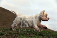 Terrier - West Highland White
