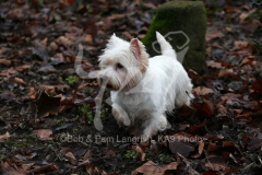 Terrier - West Highland White