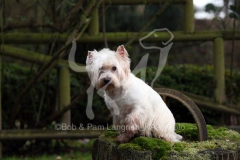 Terrier - West Highland White