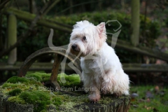 Terrier - West Highland White