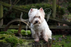 Terrier - West Highland White