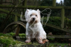 Terrier - West Highland White