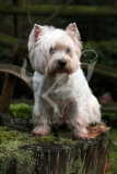 Terrier - West Highland White
