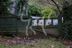 Terrier - West Highland White