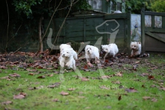 Terrier - West Highland White