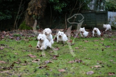 Terrier - West Highland White