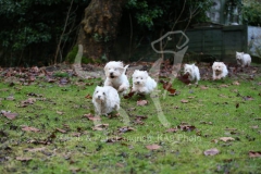 Terrier - West Highland White