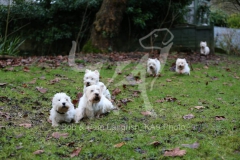 Terrier - West Highland White