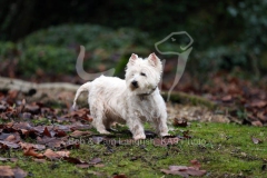 Terrier - West Highland White