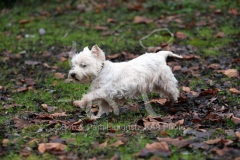 Terrier - West Highland White