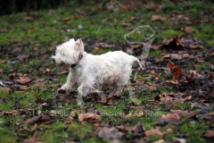 Terrier - West Highland White