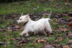 Terrier - West Highland White