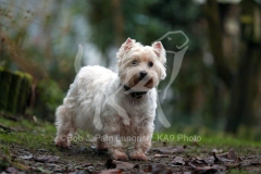 Terrier - West Highland White
