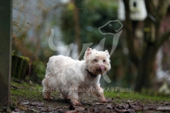 Terrier - West Highland White
