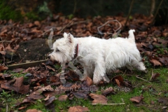 Terrier - West Highland White