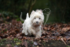 Terrier - West Highland White