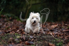 Terrier - West Highland White