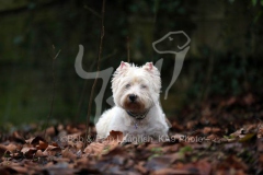 Terrier - West Highland White