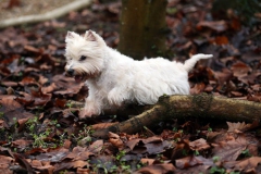 Terrier - West Highland White