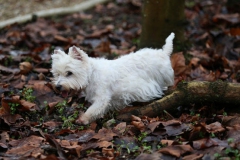 Terrier - West Highland White
