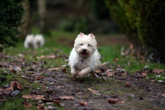 Terrier - West Highland White