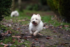 Terrier - West Highland White