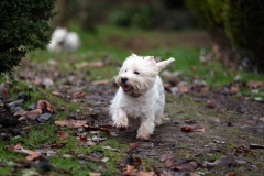 Terrier - West Highland White