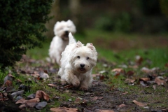 Terrier - West Highland White