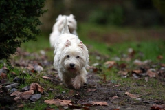 Terrier - West Highland White