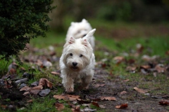 Terrier - West Highland White