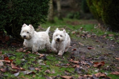 Terrier - West Highland White