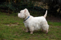 Terrier - West Highland White