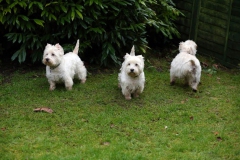 Terrier - West Highland White