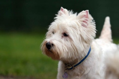 Terrier - West Highland White