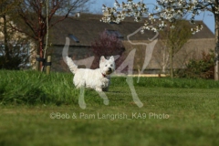 Terrier - West Highland White