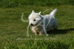 Terrier - West Highland White