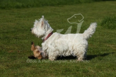 Terrier - West Highland White