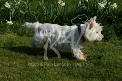 Terrier - West Highland White