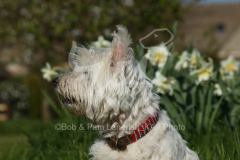 Terrier - West Highland White