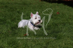 Terrier - West Highland White