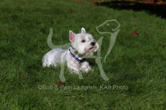 Terrier - West Highland White