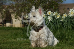 Terrier - West Highland White