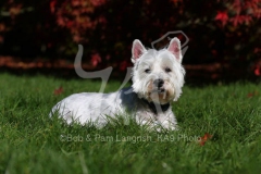 Terrier - West Highland White