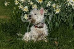 Terrier - West Highland White